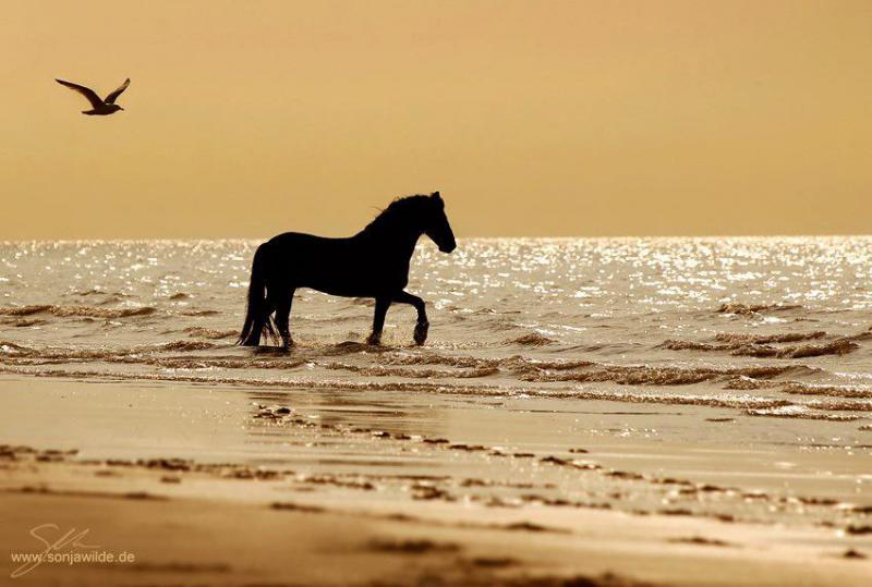 ChibiMei sur Loveparadiz