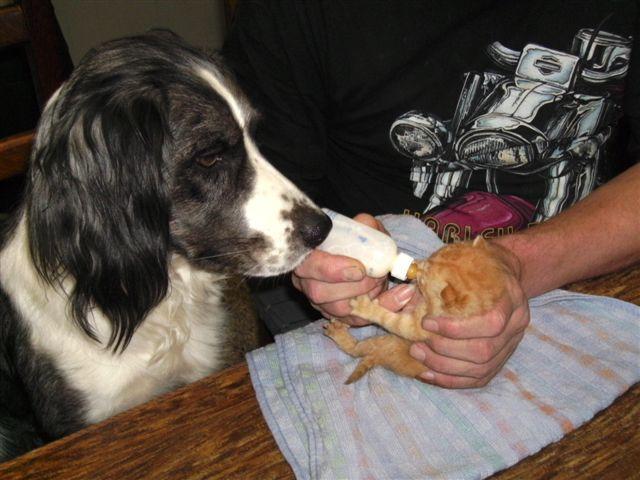 lajusticiere sur Loveparadiz